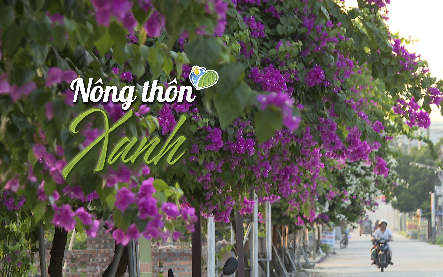 NÔNG THÔN XANH: Khám phá tuyến đường hoa đẹp như tranh tại nơi được mệnh danh là miền quê đáng sống