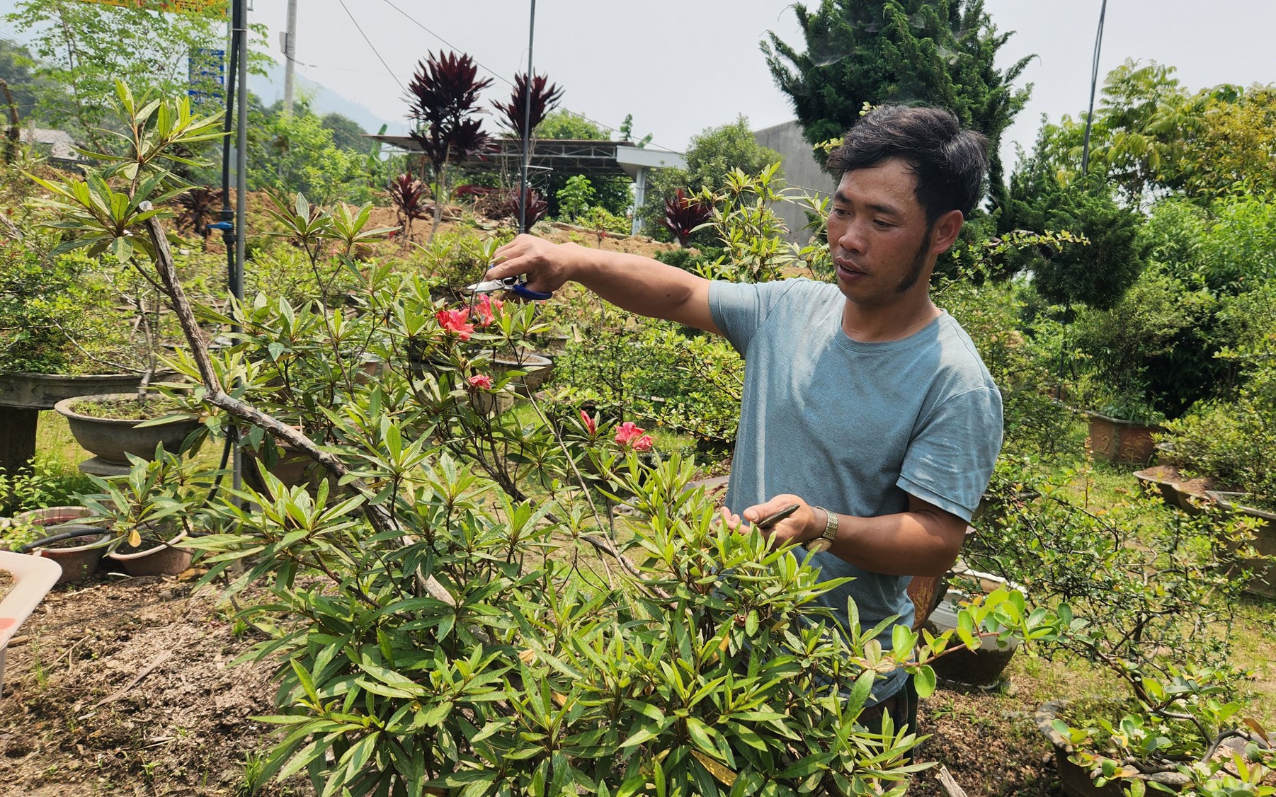 Trồng cây cảnh, 8X người Dao ở Lai Châu thu gần nửa tỷ đồng/năm