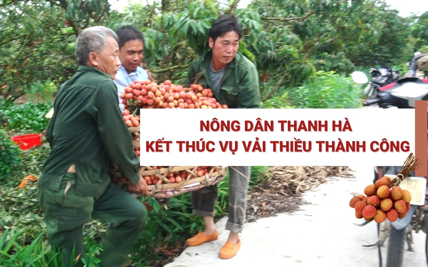 Nông dân Thanh Hà kết thúc vụ vải thiều "không quá thành công, nhưng suôn sẻ"