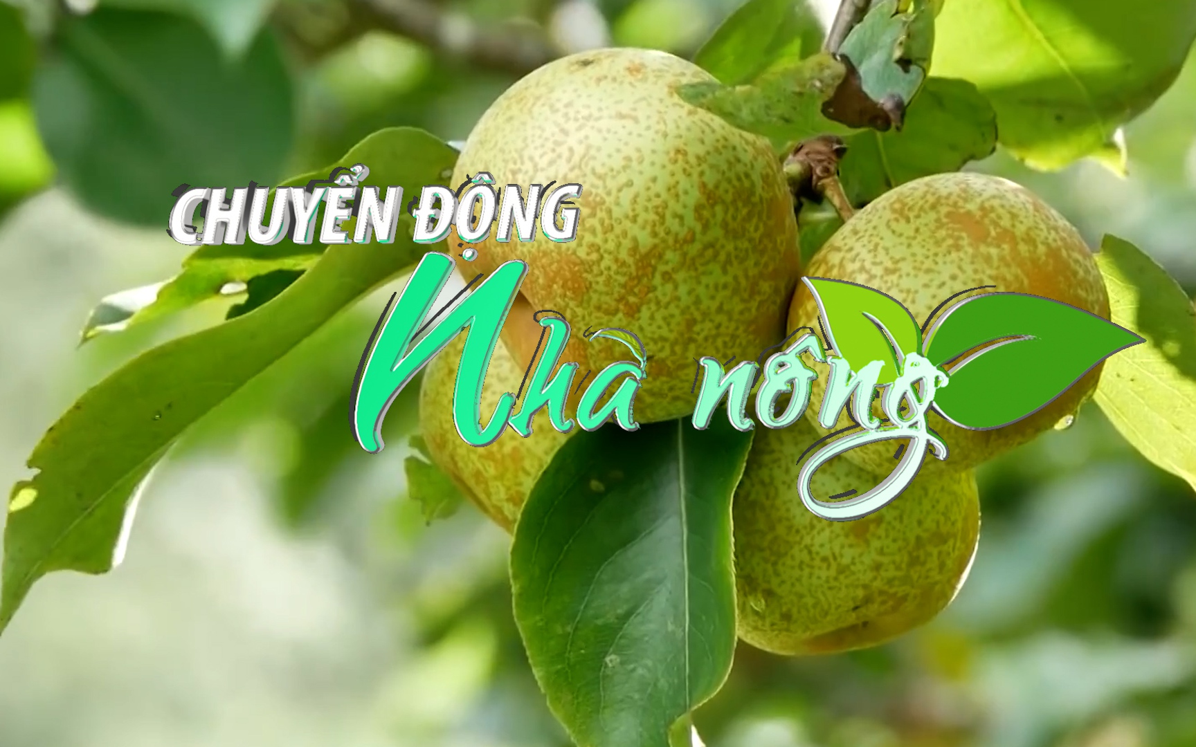 Chuyển động Nhà nông 28/6: Lê ở Bắc Hà (Lào Cai) sai trĩu quả, du khách nô nức 'check in'