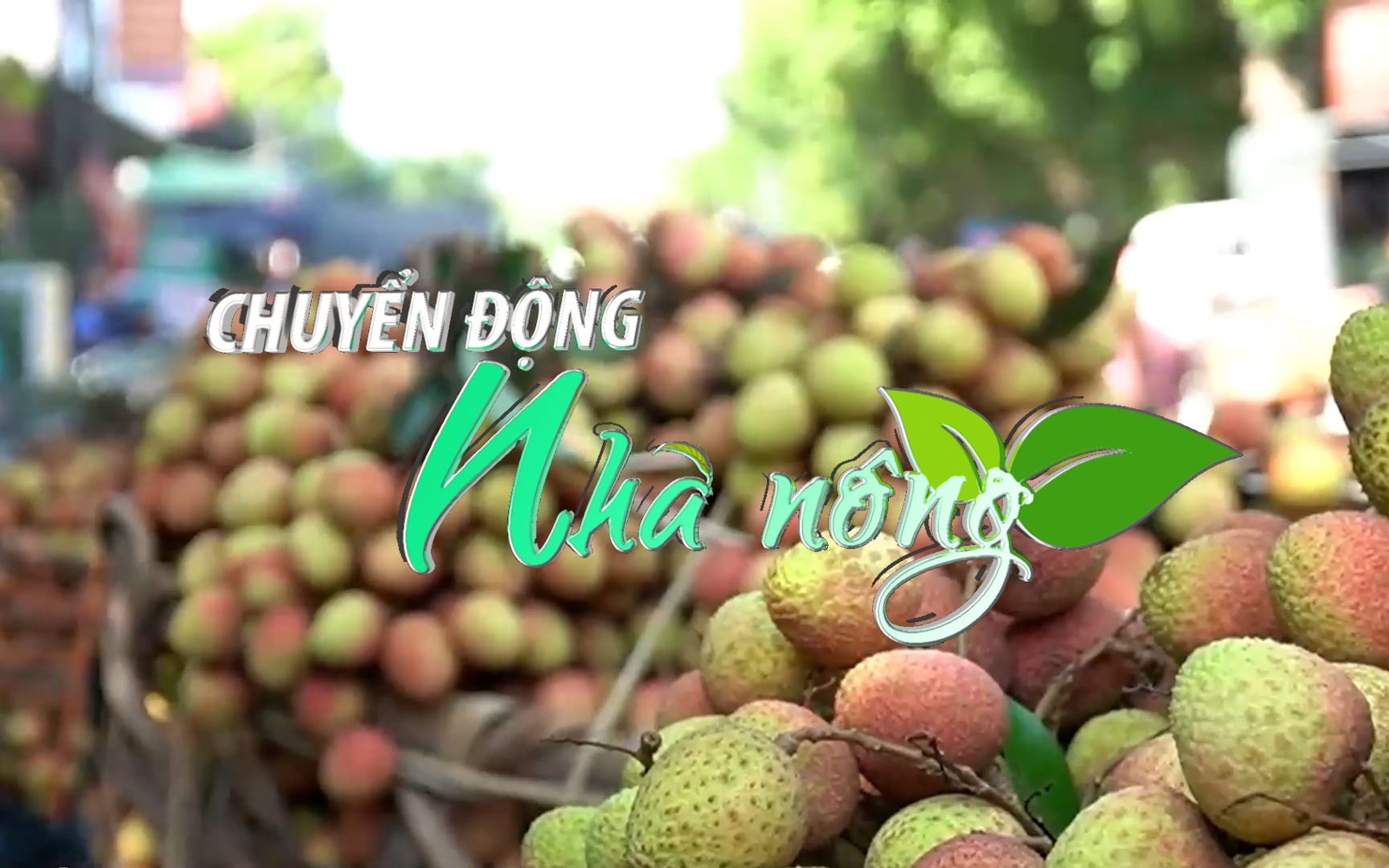 Chuyển động nhà nông 4/6: Nhật Bản đồng ý cho hệ thống xử lý quả vải tươi xuất khẩu vận hành