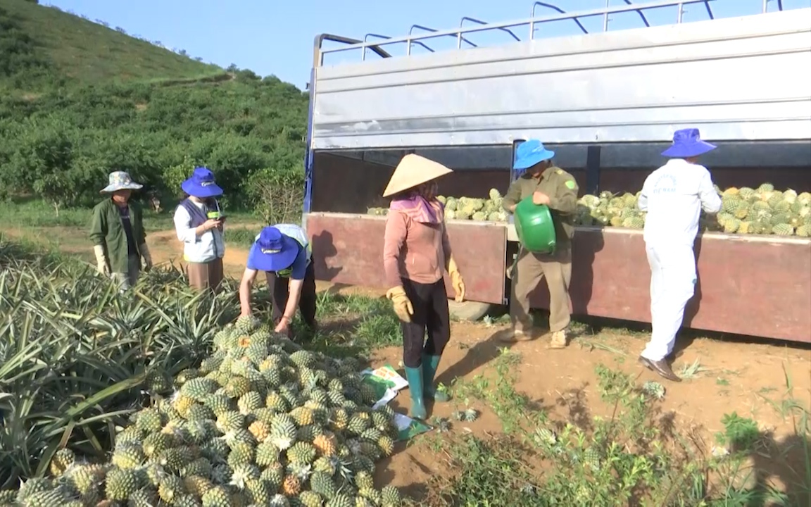 Tổ khuyến nông cộng đồng: Cầu nối doanh nghiệp và nông dân