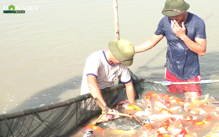 Hành trình từ công nhân điện lực trở thành tỷ phú cá Koi đất thành Nam