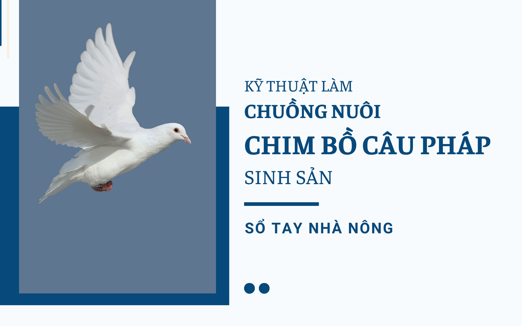 SỔ TAY NHÀ NÔNG: Kỹ thuật làm chuồng nuôi chim bồ câu Pháp như thế nào cho hiệu quả tối đa?