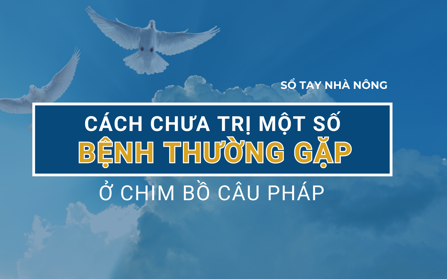 SỔ TAY NHÀ NÔNG: Các bệnh thường gặp ở chim bồ câu Pháp và cách phòng tránh