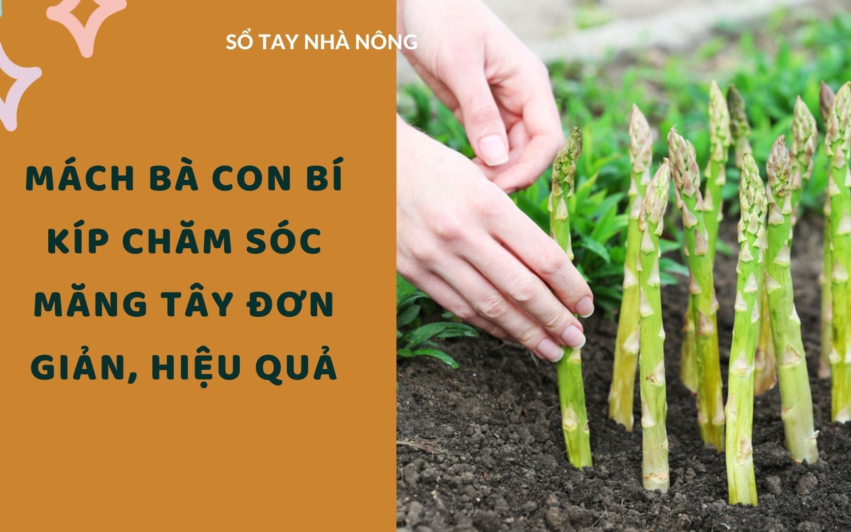 SỔ TAY NHÀ NÔNG: Mách bà con bí kíp chăm sóc măng tây đơn giản, hiệu quả