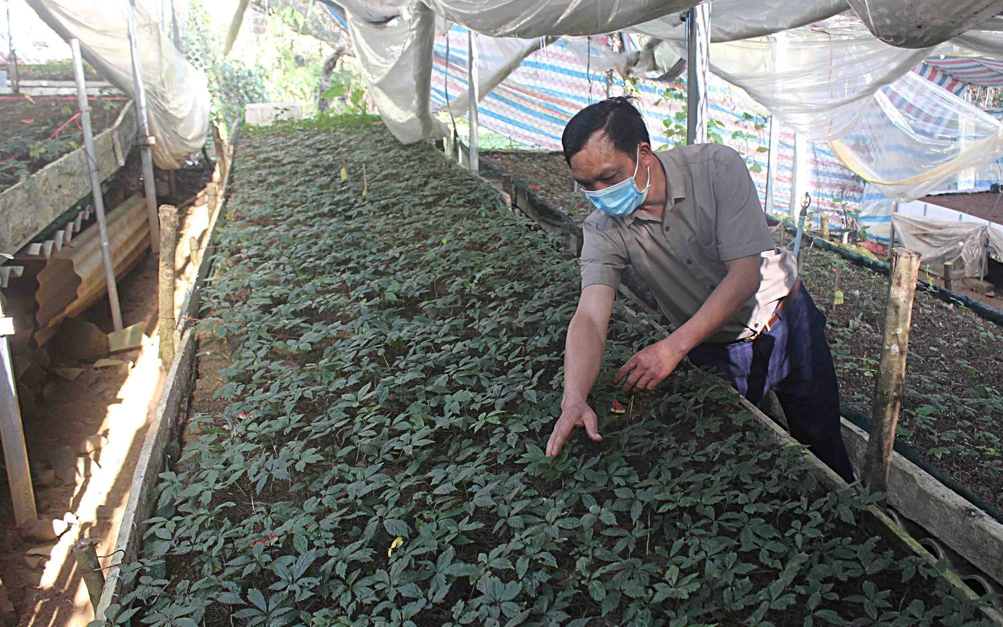 Lai Châu phấn đấu đạt 10.000ha diện tích trồng sâm vào năm 2045