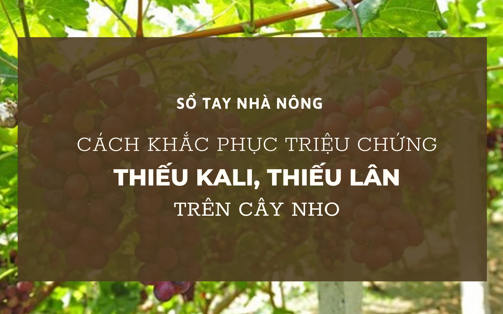 SỔ TAY NHÀ NÔNG: Mách bà con các triệu chứng thiếu kali, thiếu lân trên cây nho