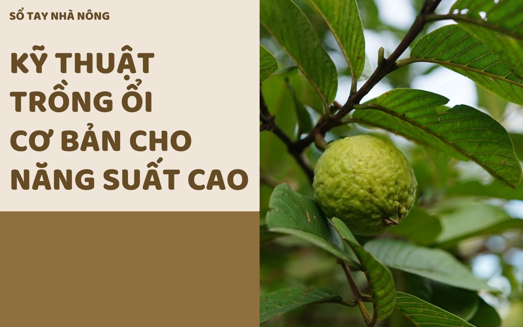 SỔ TAY NHÀ NÔNG: Kỹ thuật trồng ổi cơ bản cho năng suất cao