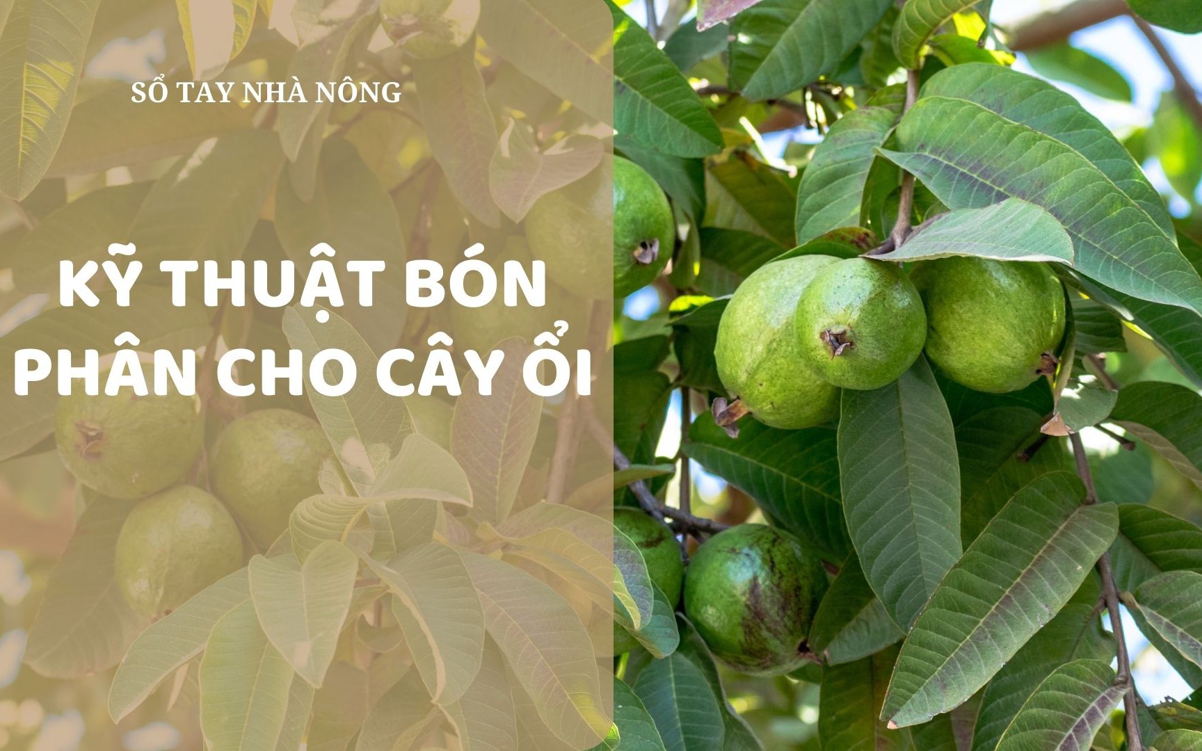 SỔ TAY NHÀ NÔNG: Hướng dẫn bà con kỹ thuật bón phân cho cây ổi