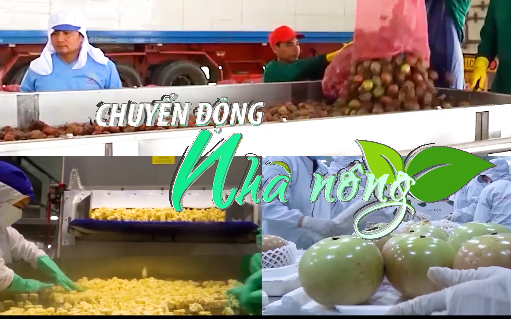 Chuyển động Nhà nông 16/8: Trung Quốc dẫn đầu thế giới về lượng thủy sản xuất khẩu sang Mỹ