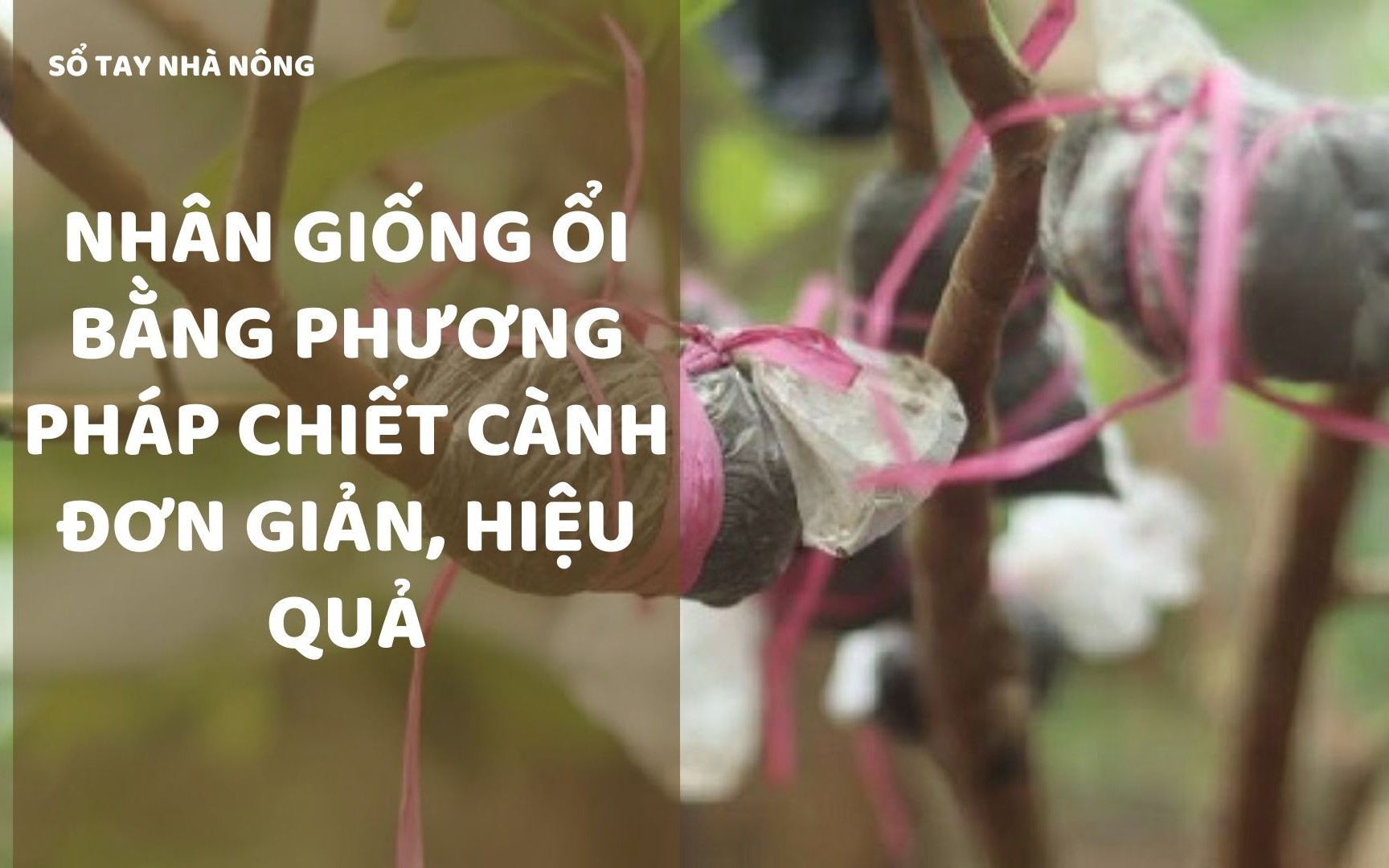 SỔ TAY NHÀ NÔNG: Kỹ thuật nhân giống ổi bằng phương pháp chiết cành