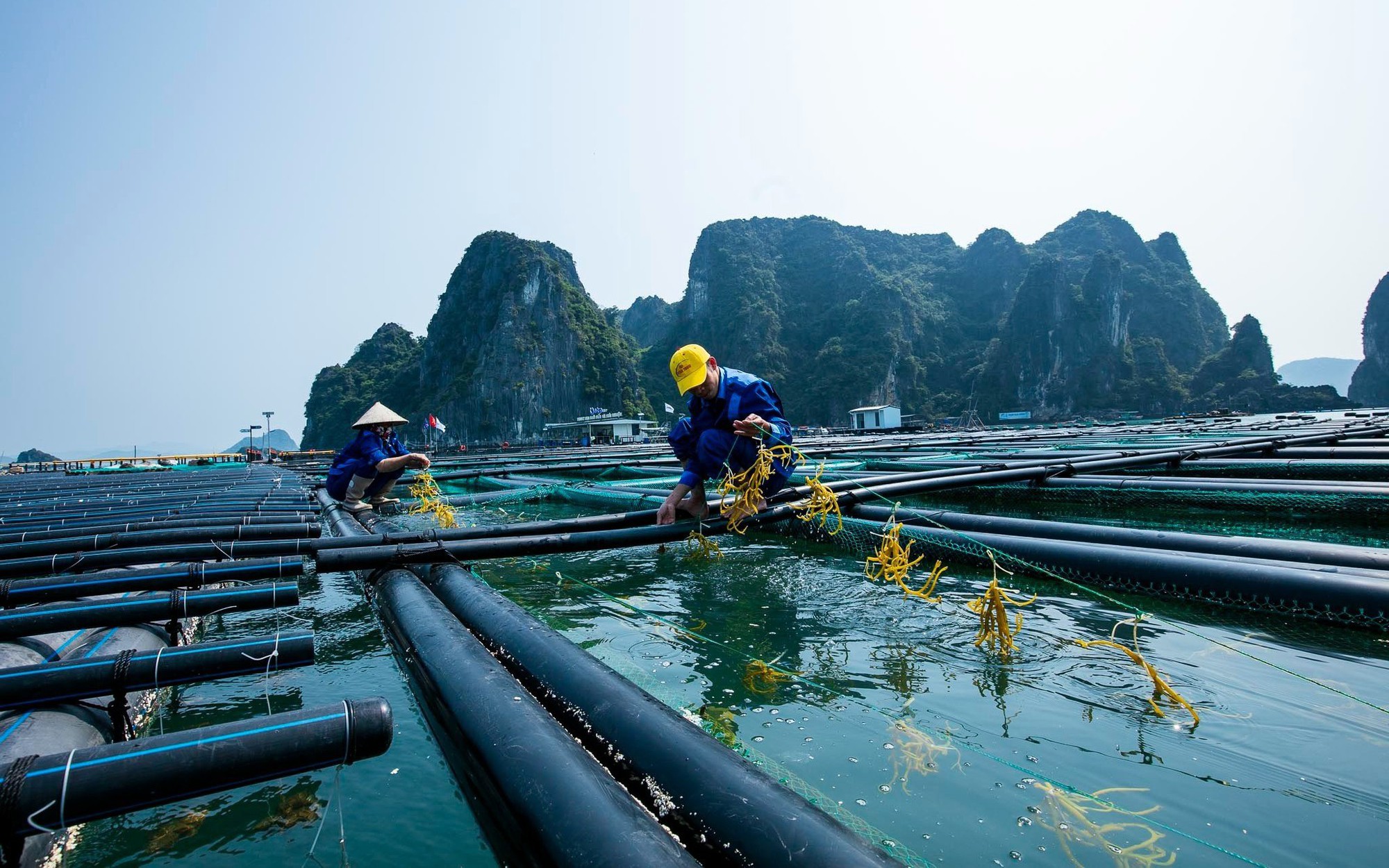 Tọa đàm: Phát triển Nuôi trồng thuỷ sản trên biển - Cơ hội và thách thức