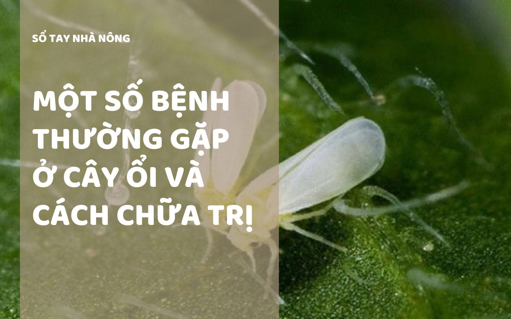 SỔ TAY NHÀ NÔNG: Một số bệnh thường gặp ở cây ổi và cách chữa trị