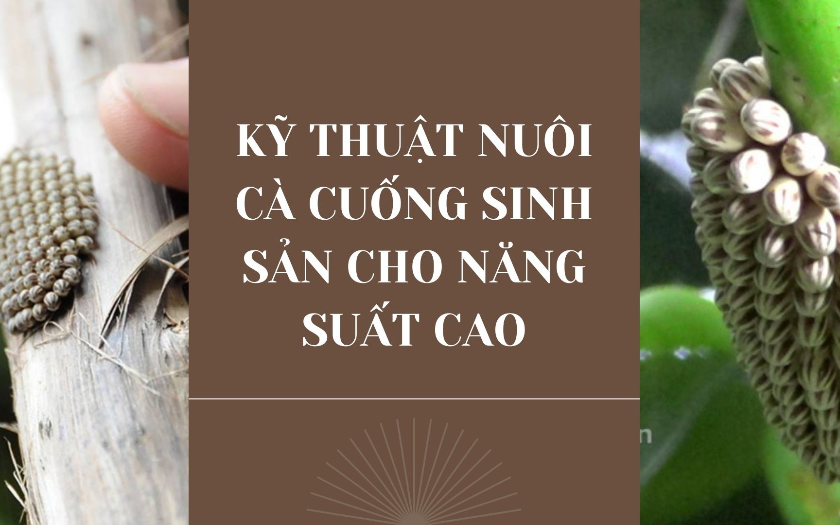 SỔ TAY NHÀ NÔNG: Kỹ thuật nuôi cà cuống sinh sản cho hiệu quả cao