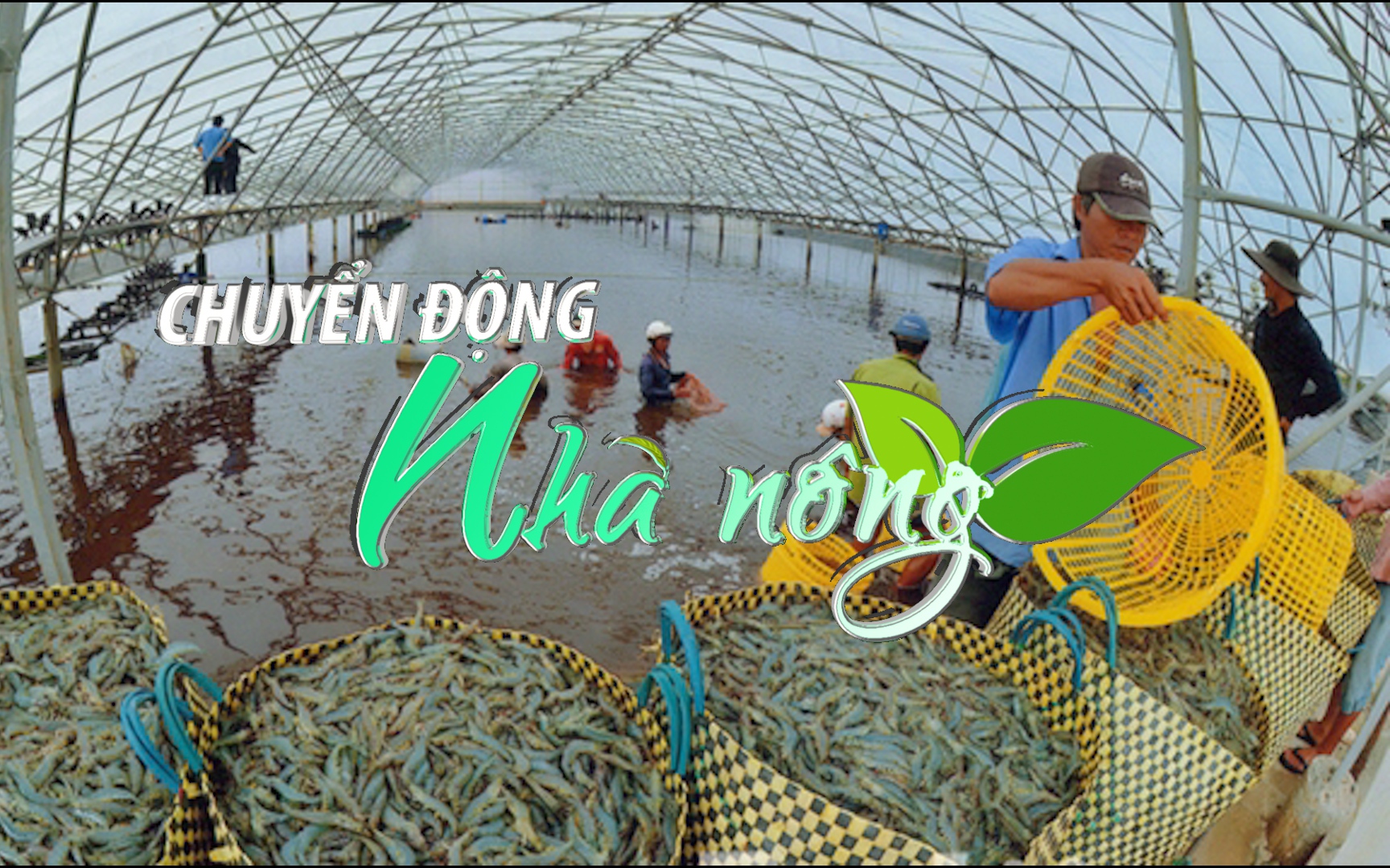 Chuyển động Nhà nông 27/8: Giá tôm Đồng bằng sông Cửu Long "chạm đáy", người nuôi "treo ao"