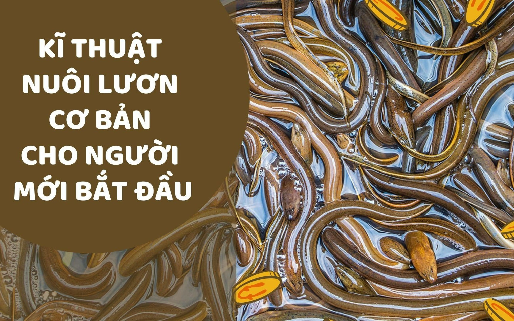 SỔ TAY NHÀ NÔNG: Kỹ thuật nuôi lươn cơ bản cho người mới bắt đầu