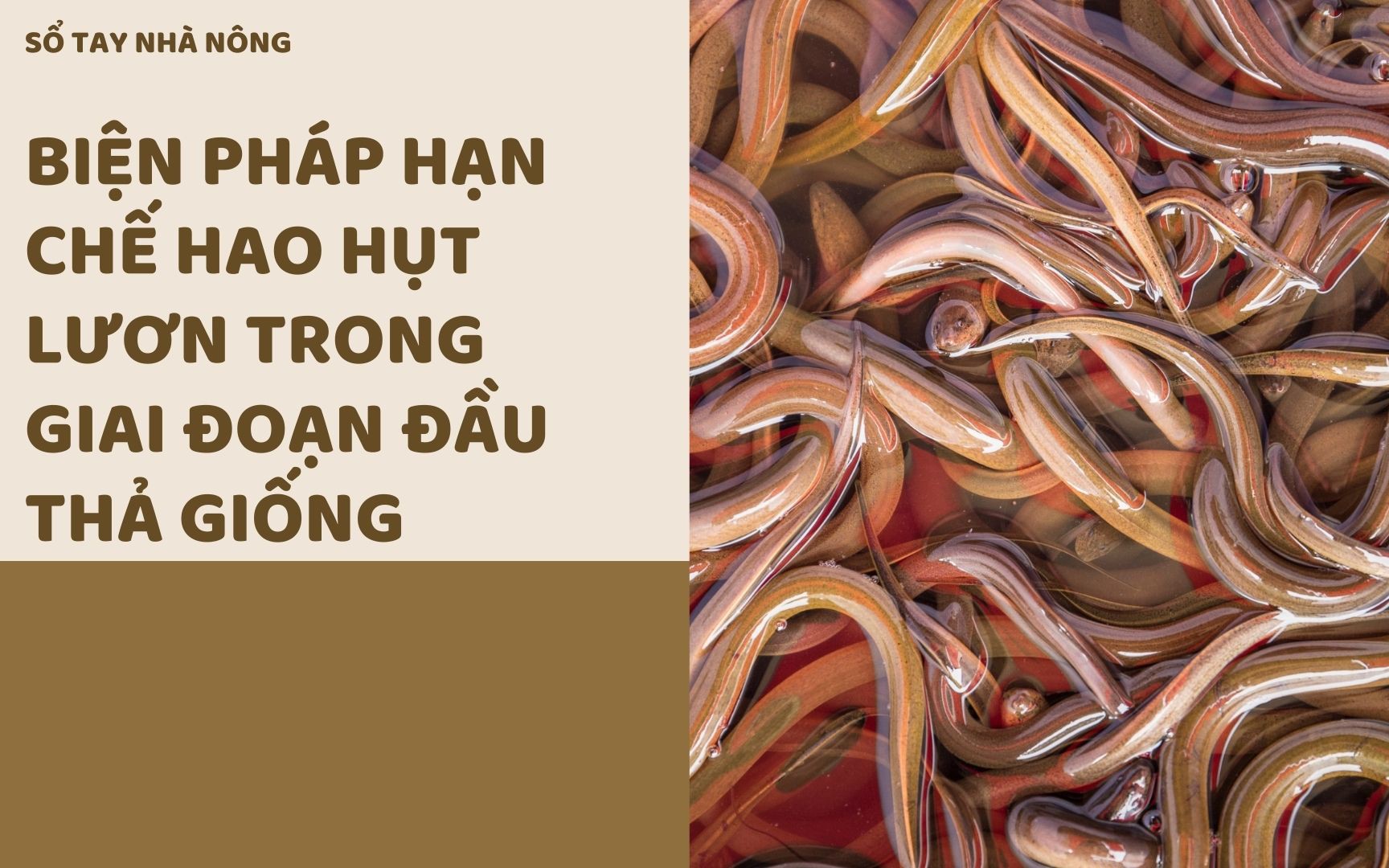 SỔ TAY NHÀ NÔNG: Biện pháp hạn chế hao hụt lươn trong giai đoạn đầu thả giống