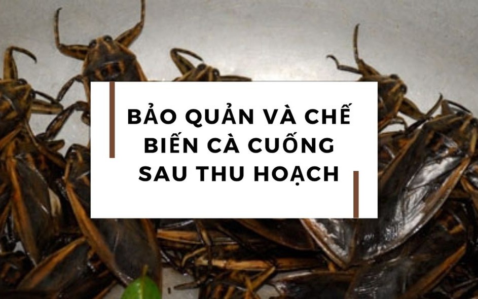 SỔ TAY NHÀ NÔNG: Hướng dẫn sơ chế và bảo quản cà cuống sau khi thu hoạch