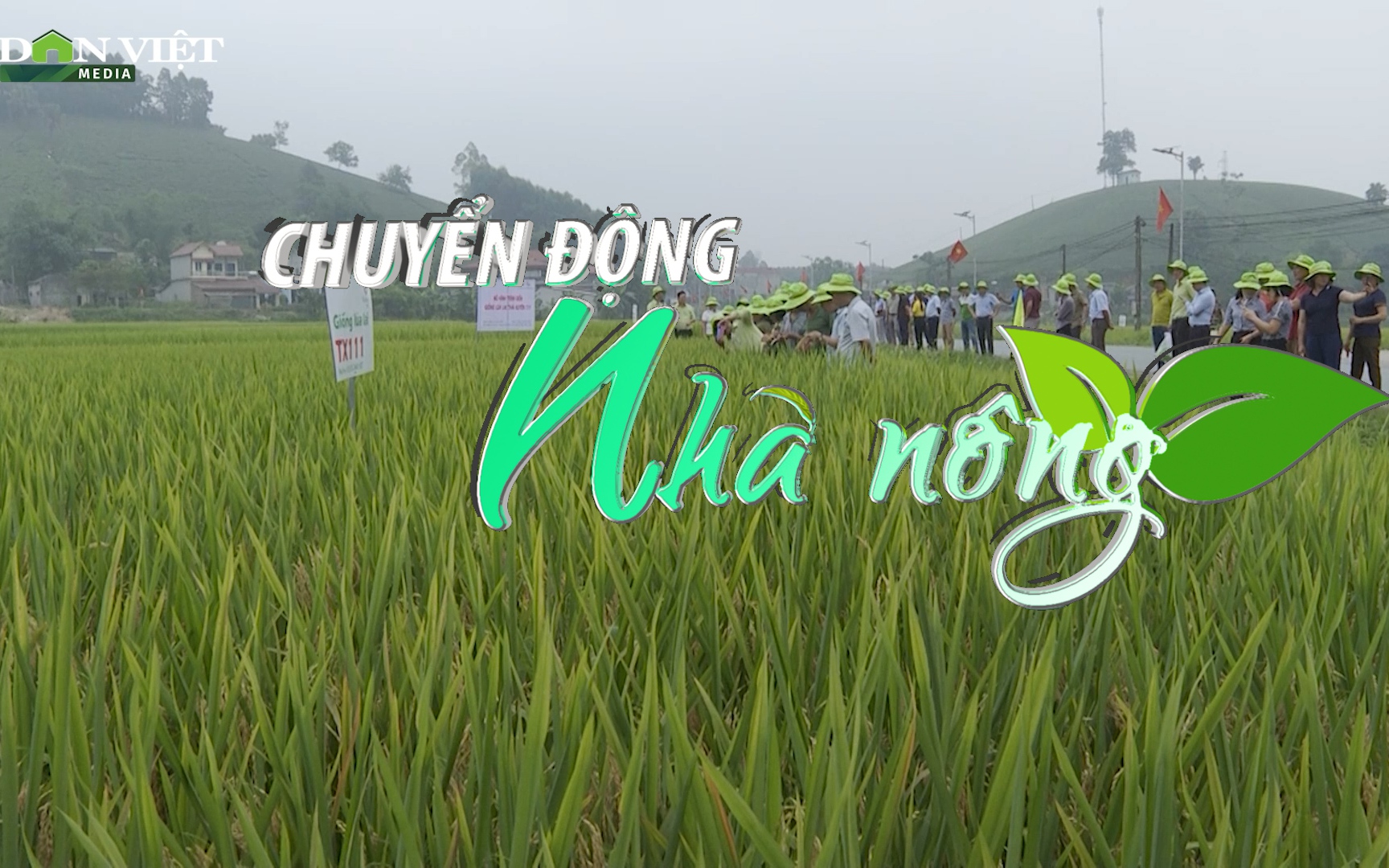 Chuyển động Nhà nông 4/8: Dự tính tăng thêm 50.000ha lúa thu đông để tăng xuất khẩu