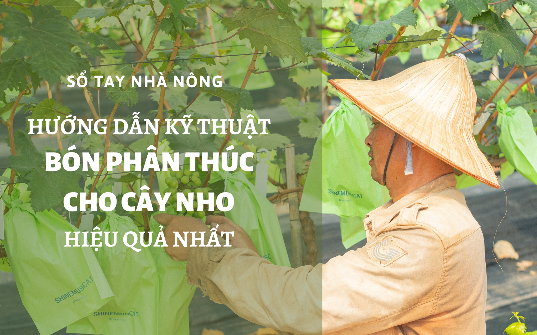 SỔ TAY NHÀ NÔNG: Hướng dẫn kỹ thuật bón phân thúc cho cây nho