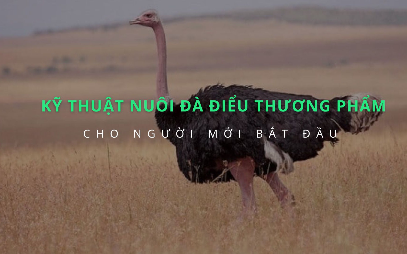 SỔ TAY NHÀ NÔNG: Kỹ thuật nuôi đà điểu thương phẩm cho người mới bắt đầu