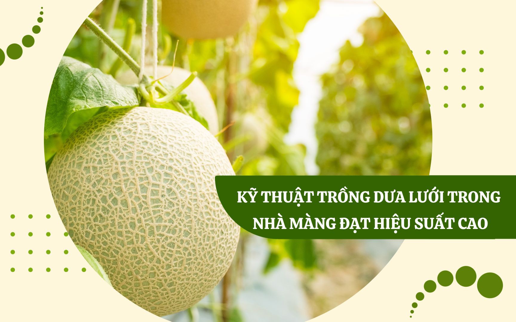 SỔ TAY NHÀ NÔNG: Làm thế nào để trồng dưa lưới trong nhà màng đạt hiệu quả cao?