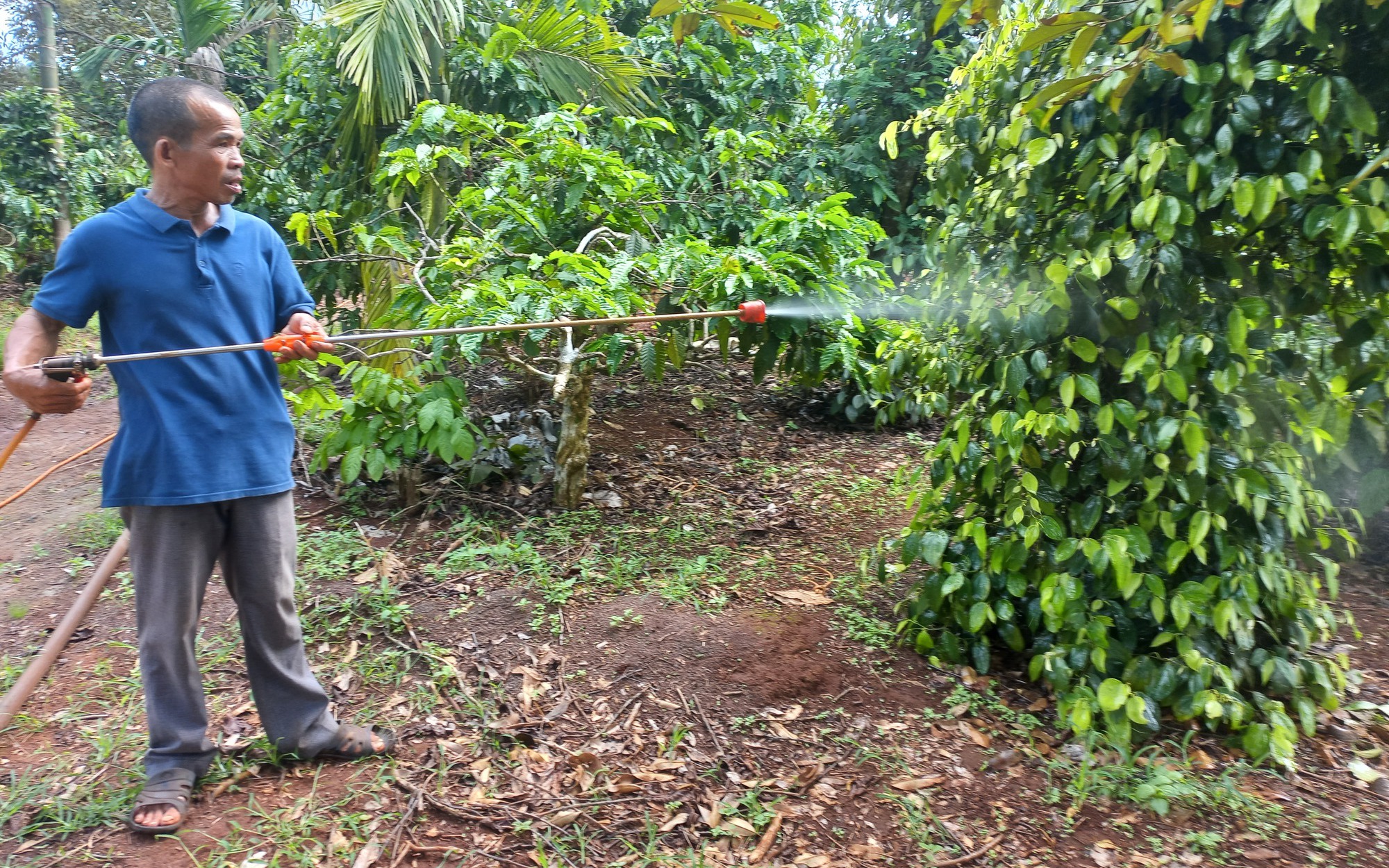 Tự ủ phân hữu cơ bón cho cây trồng, lão nông Gia Lai thu hàng trăm triệu đồng/năm