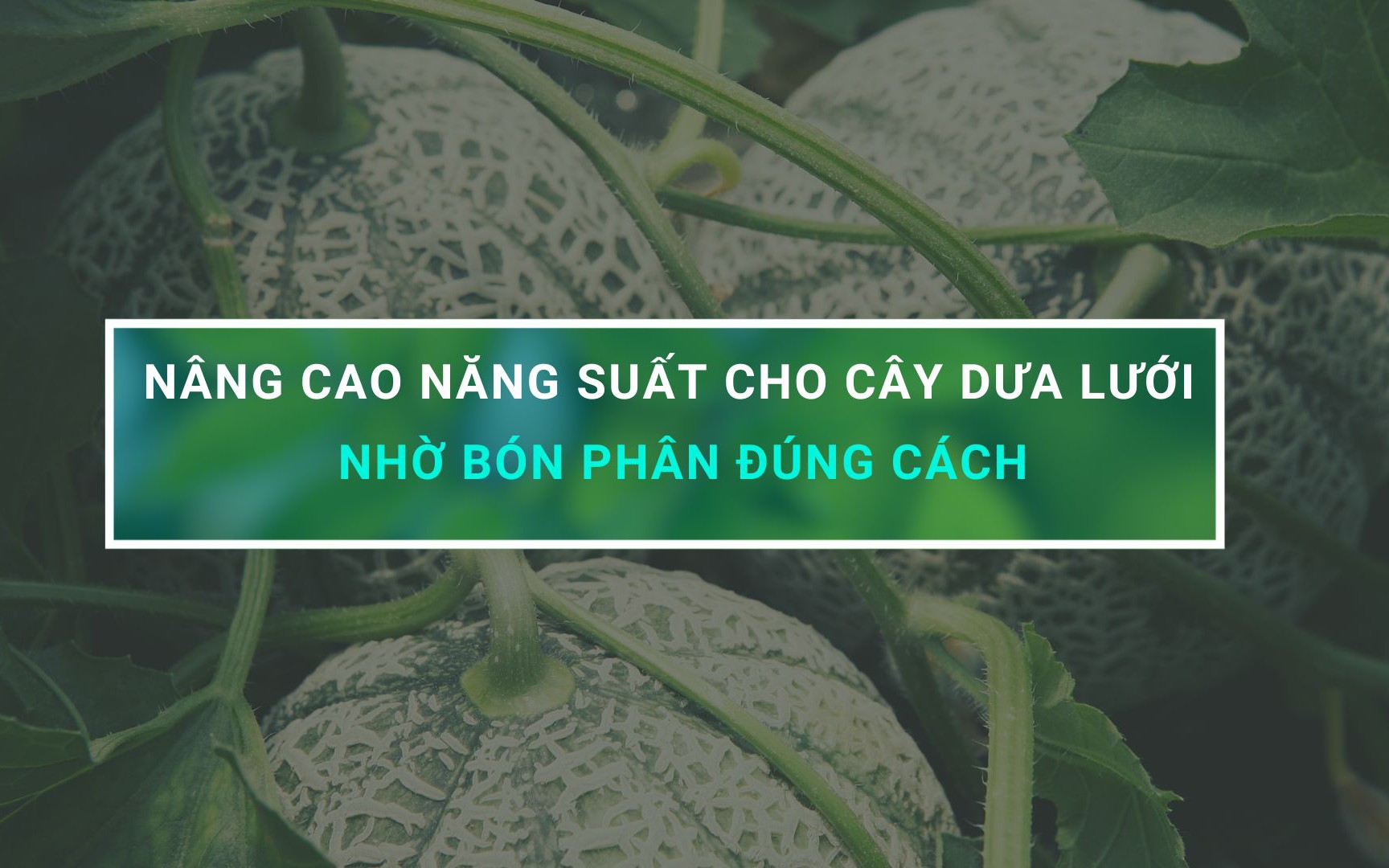 SỔ TAY NHÀ NÔNG: Nâng cao năng suất cho cây dưa lưới nhờ bón phân đúng cách