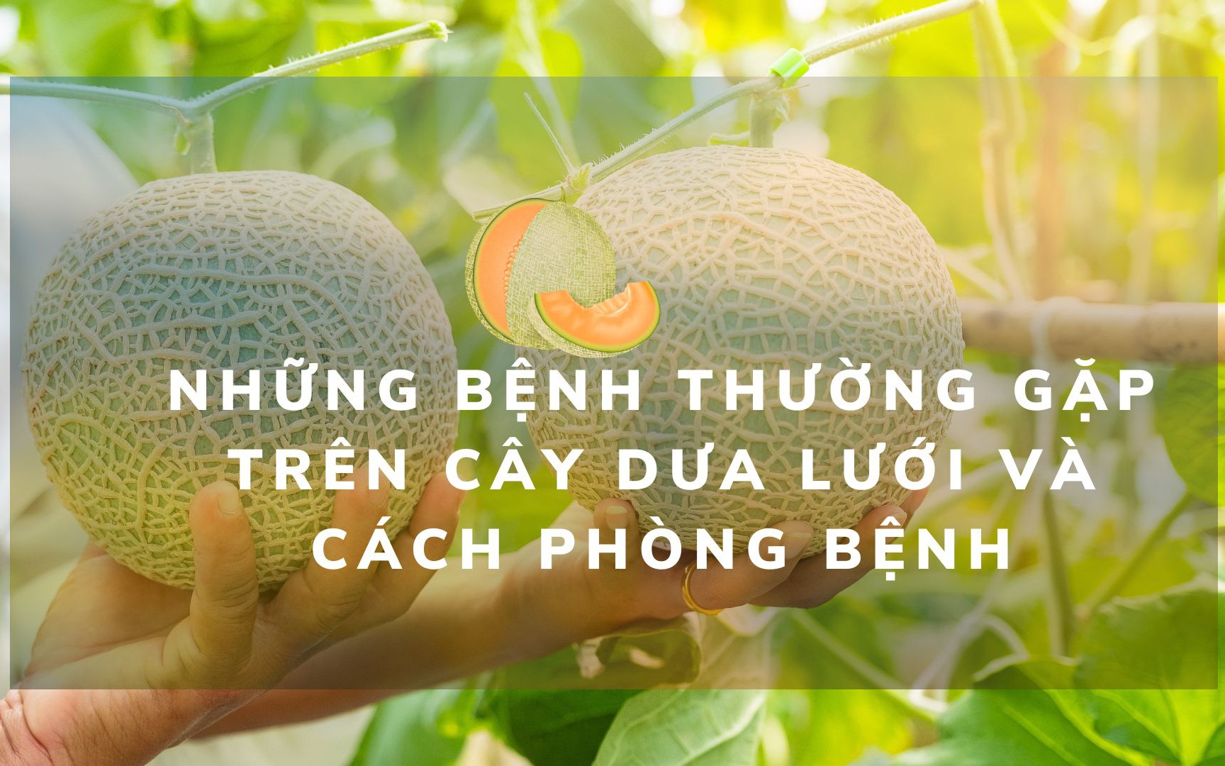 SỔ TAY NHÀ NÔNG: Những bệnh thường gặp trên cây dưa lưới và cách phòng trị