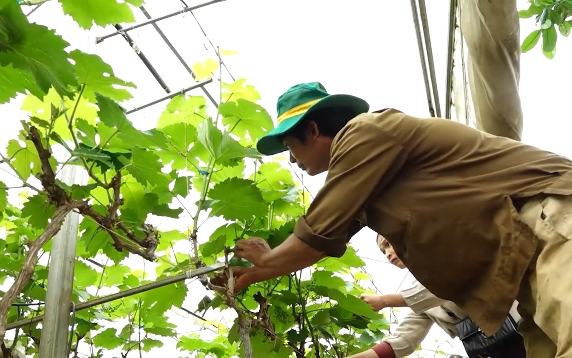 Đây là cách nông dân Thành phố Sơn La nâng cao giá trị nông sản