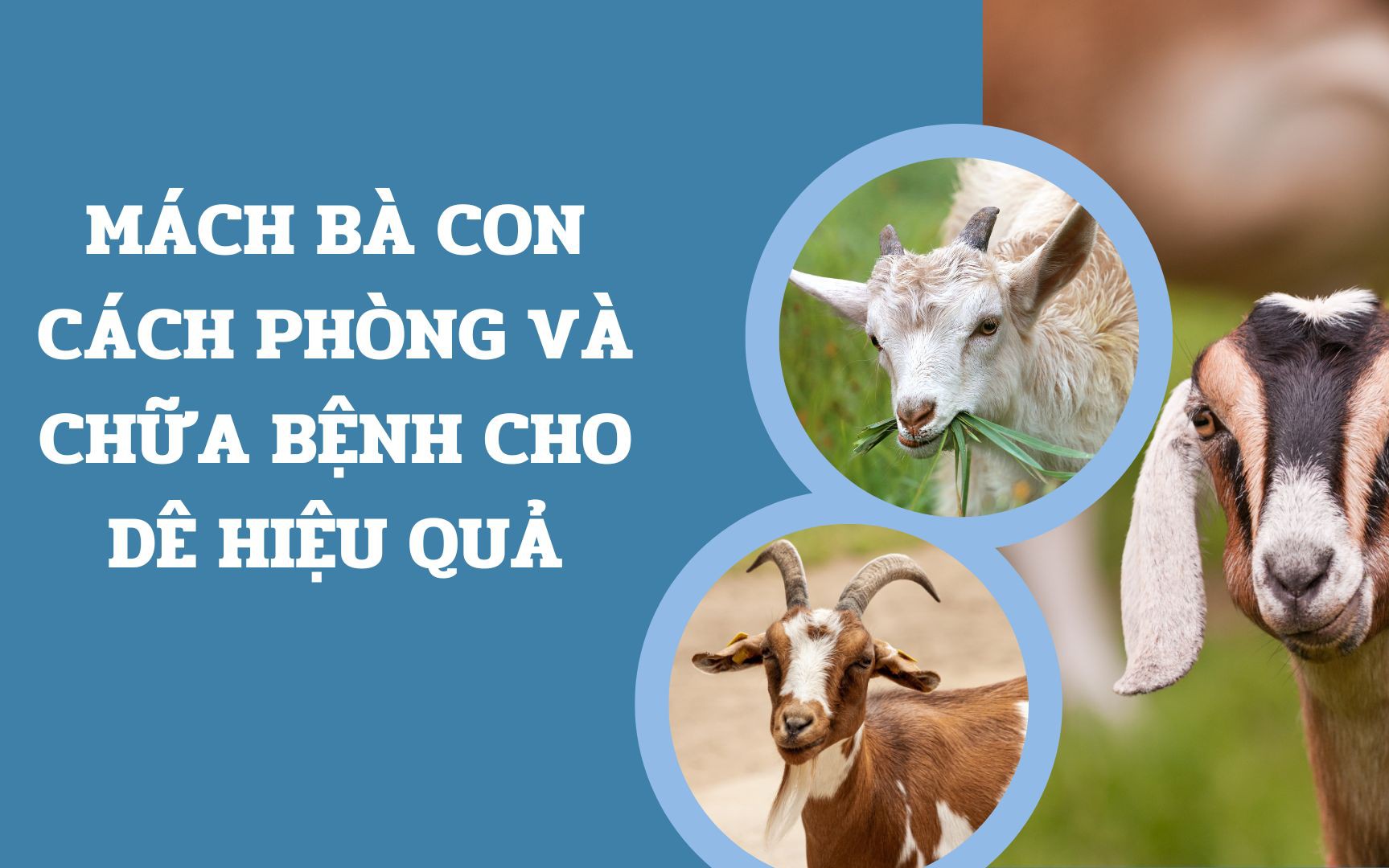 SỔ TAY NHÀ NÔNG: Mách bà con cách phòng và chữa bệnh cho dê hiệu quả