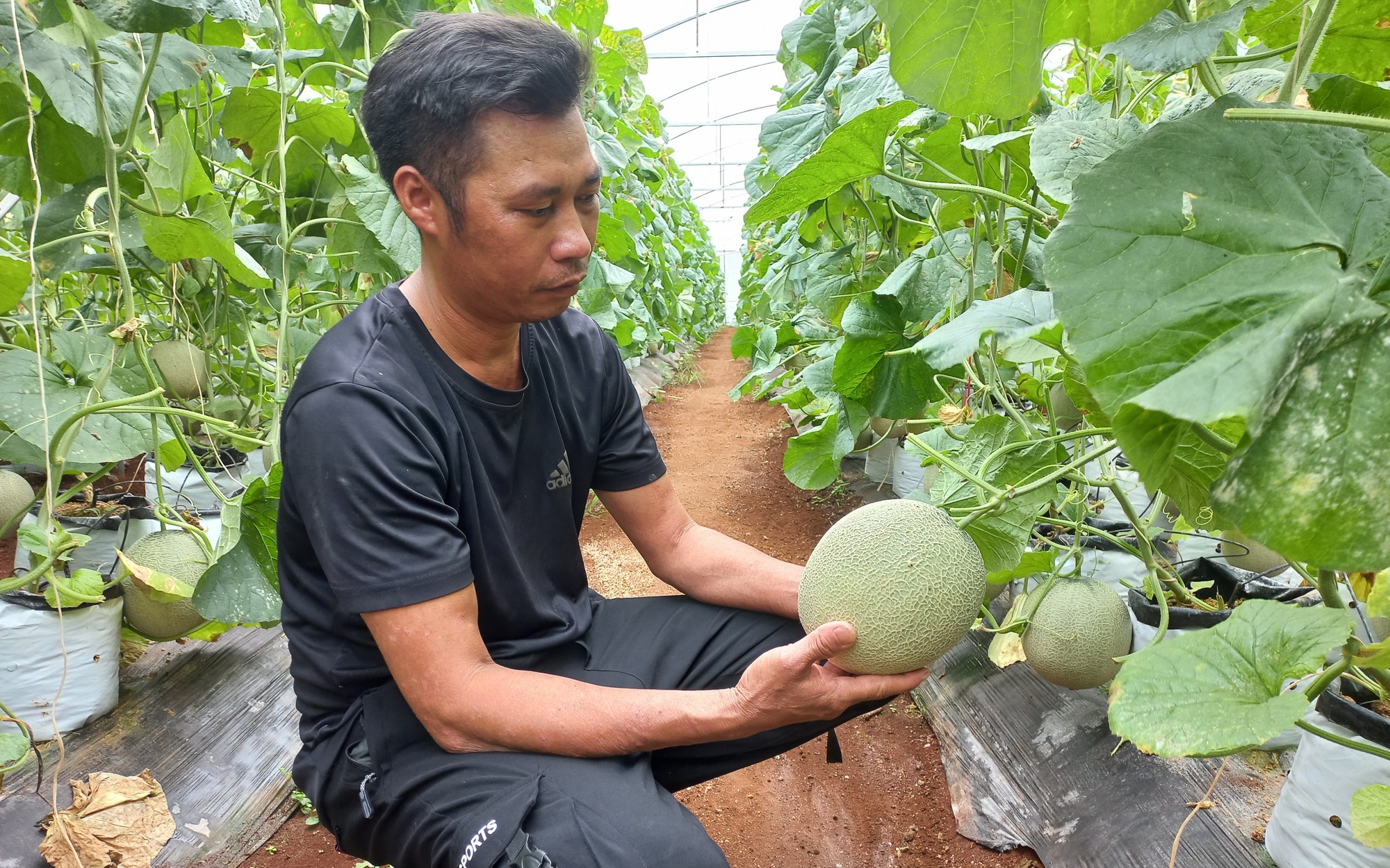 Trồng loại cây này trong nhà màng cho thu hoạch sau 2 tháng, nông dân thu nhập “khủng”