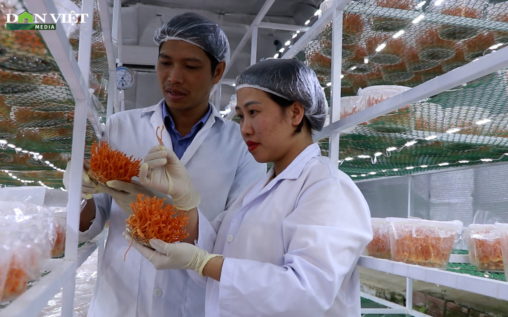 Nuôi cấy đông trùng hạ thảo trên nhộng tằm, giá bán đến 100 triệu đồng/kg