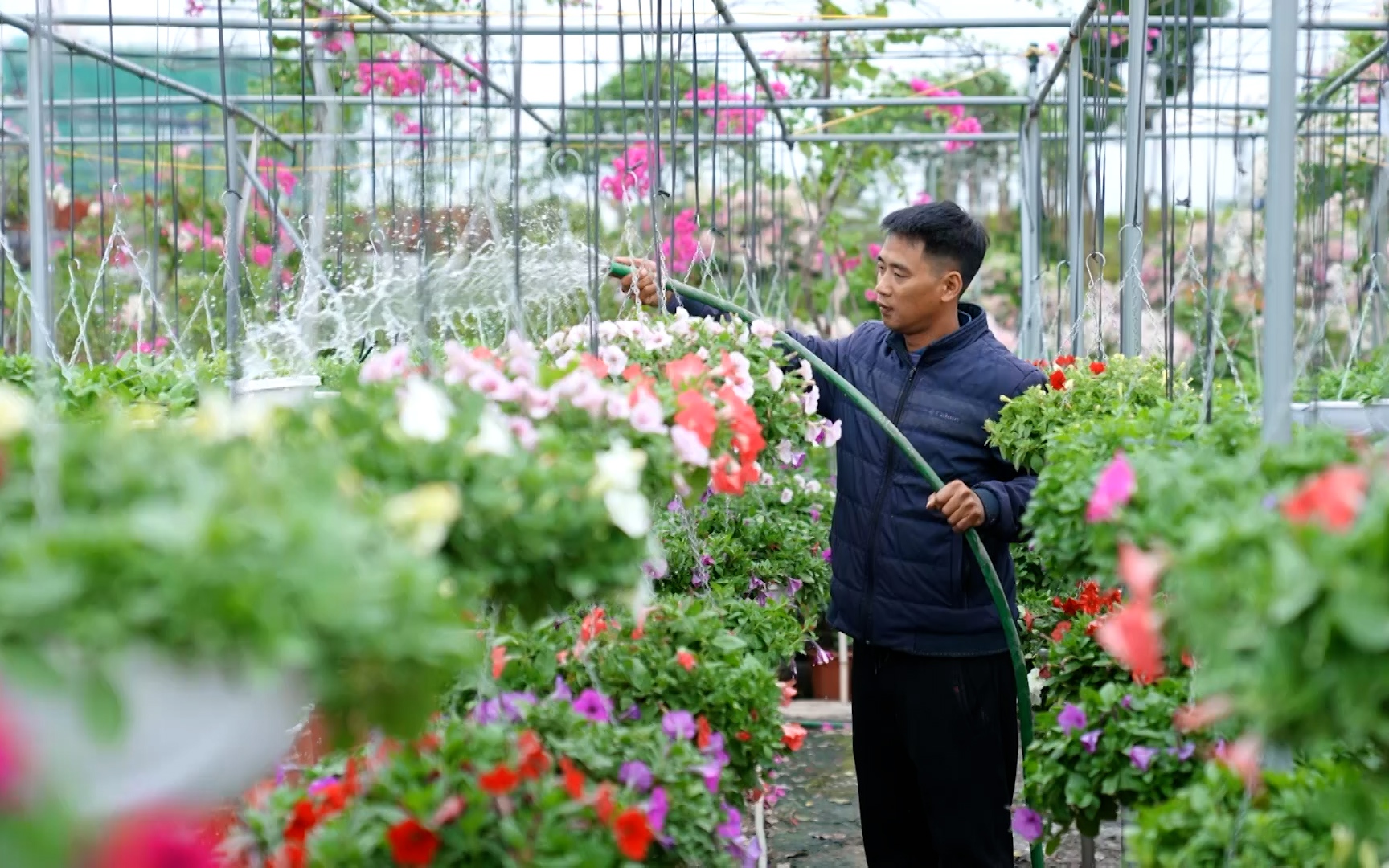 Làng hoa Phụng Công rực rỡ sắc hoa xuân, tấp nập thương lái khảo giá chốt đơn