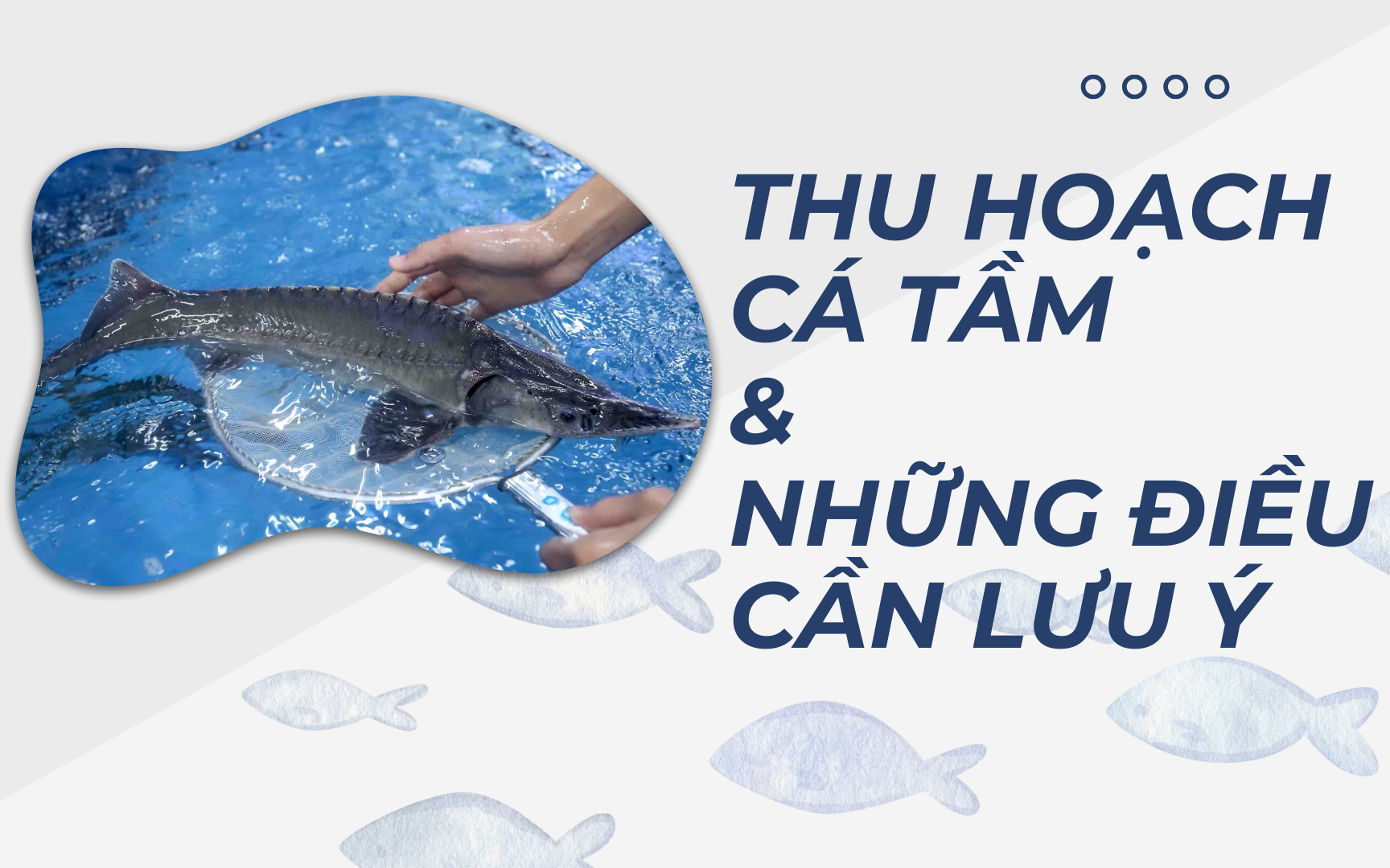 SỔ TAY NHÀ NÔNG: Thu hoạch cá tầm và những điều cần lưu ý