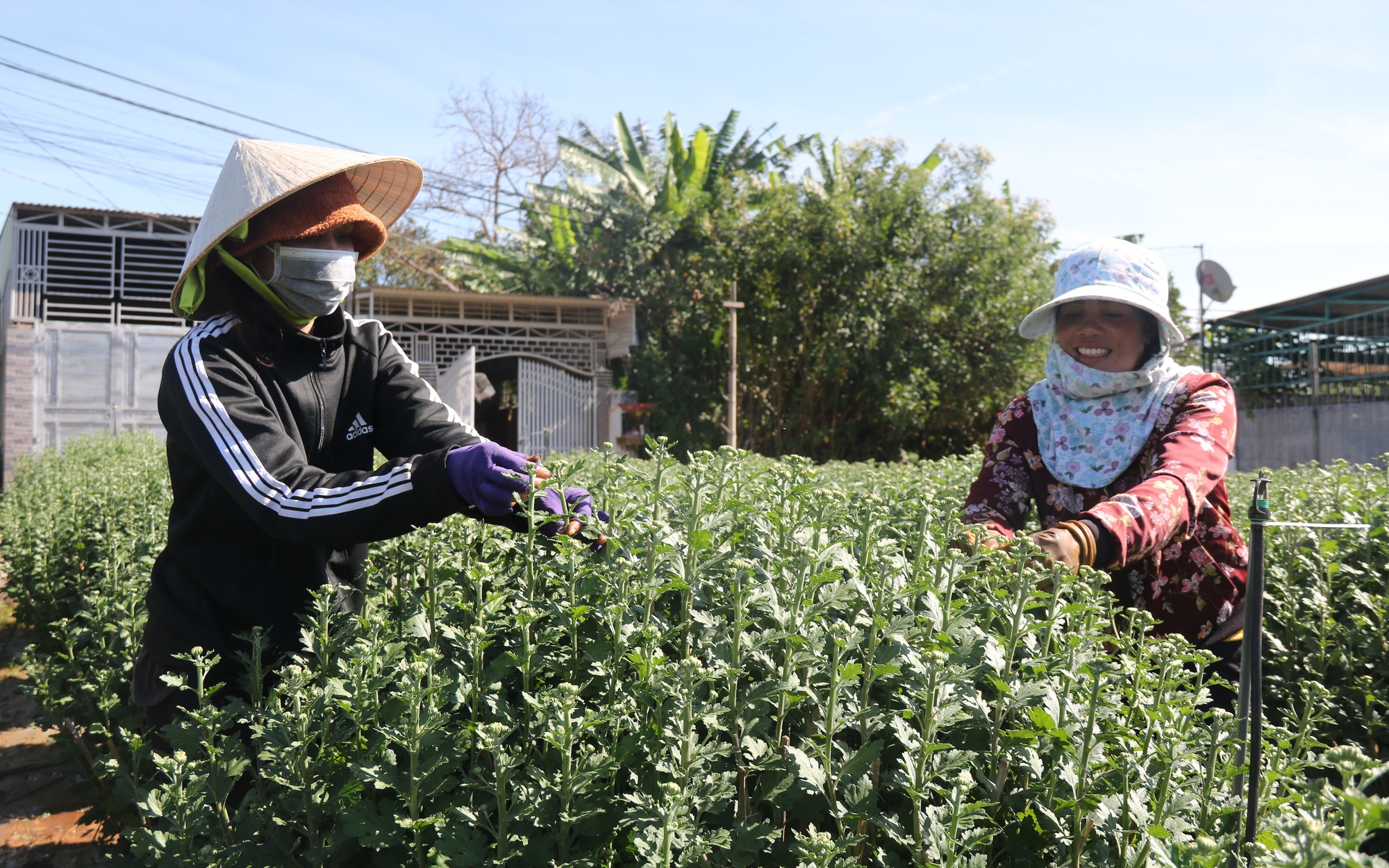 "Thủ phủ" hoa cúc ở Gia Lai được mùa, nông dân phấn khởi đón Tết