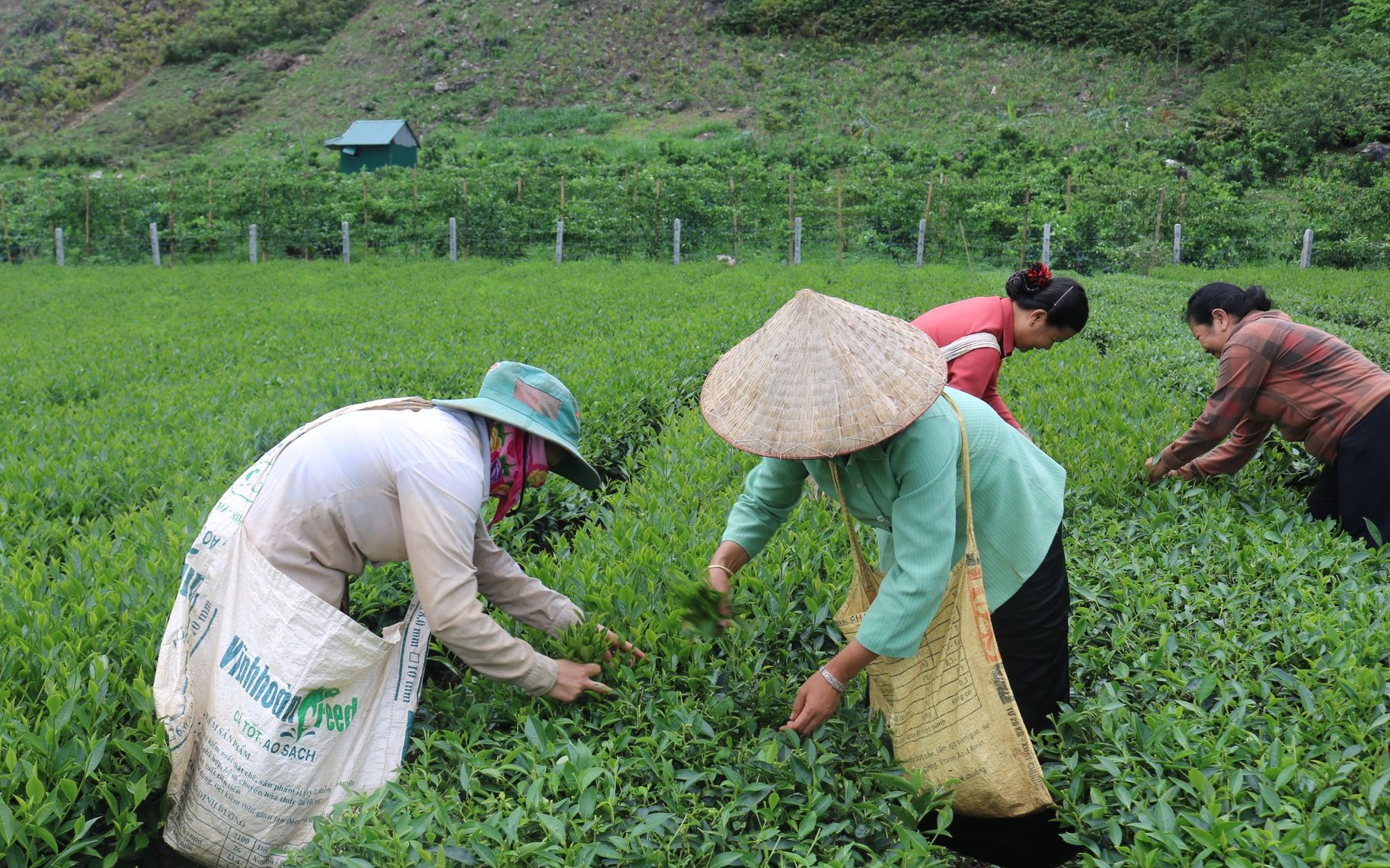 Về đích nông thôn mới, thu nhập bình quân của người dân một xã ở Sơn La tăng gấp 10 lần