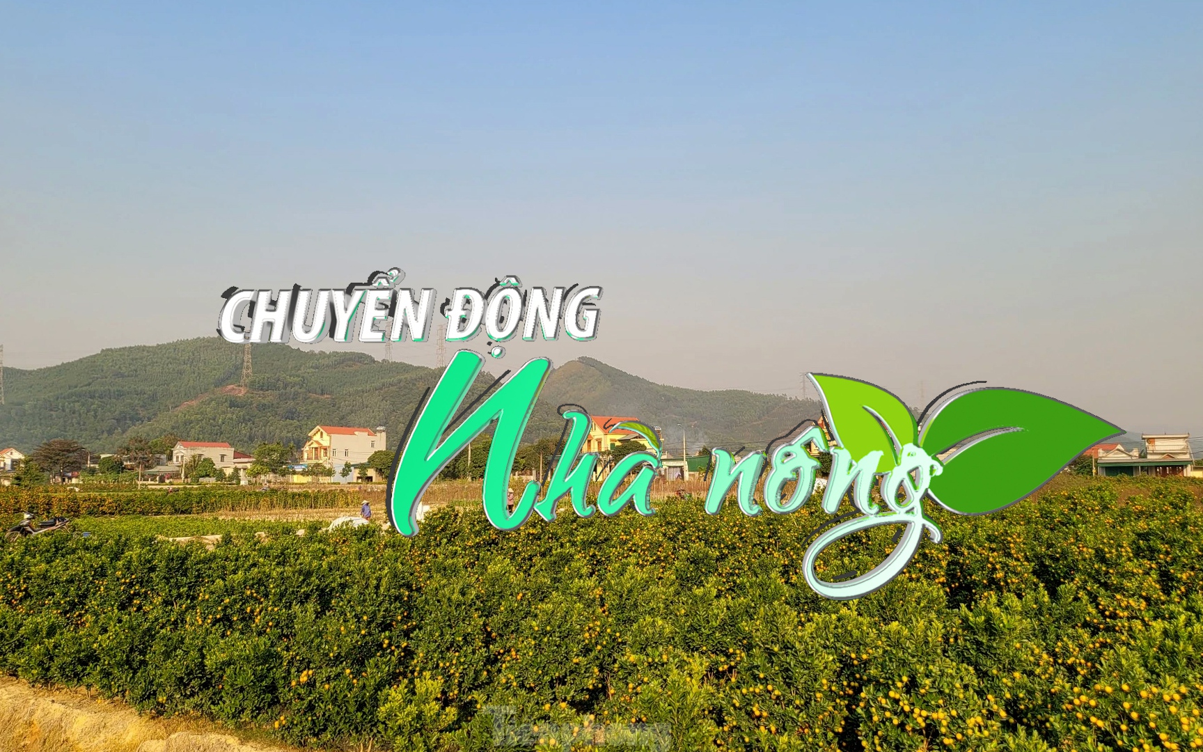 Chuyển động Nhà nông 8/1: Hoa nở đúng vụ, khách đặt sớm, người trồng hoa ở Quảng Ninh phấn khởi 