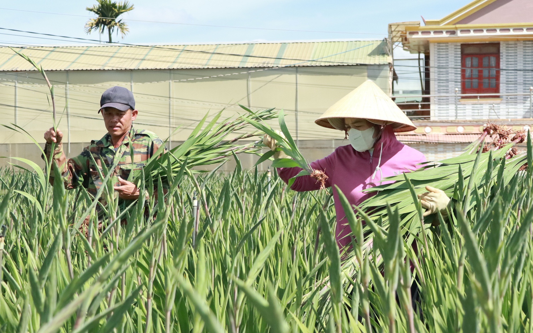 Giá hoa lay ơn giảm 1 nửa so với cùng kỳ, người dân Lâm Đồng chỉ lời 7 triệu đồng/sào