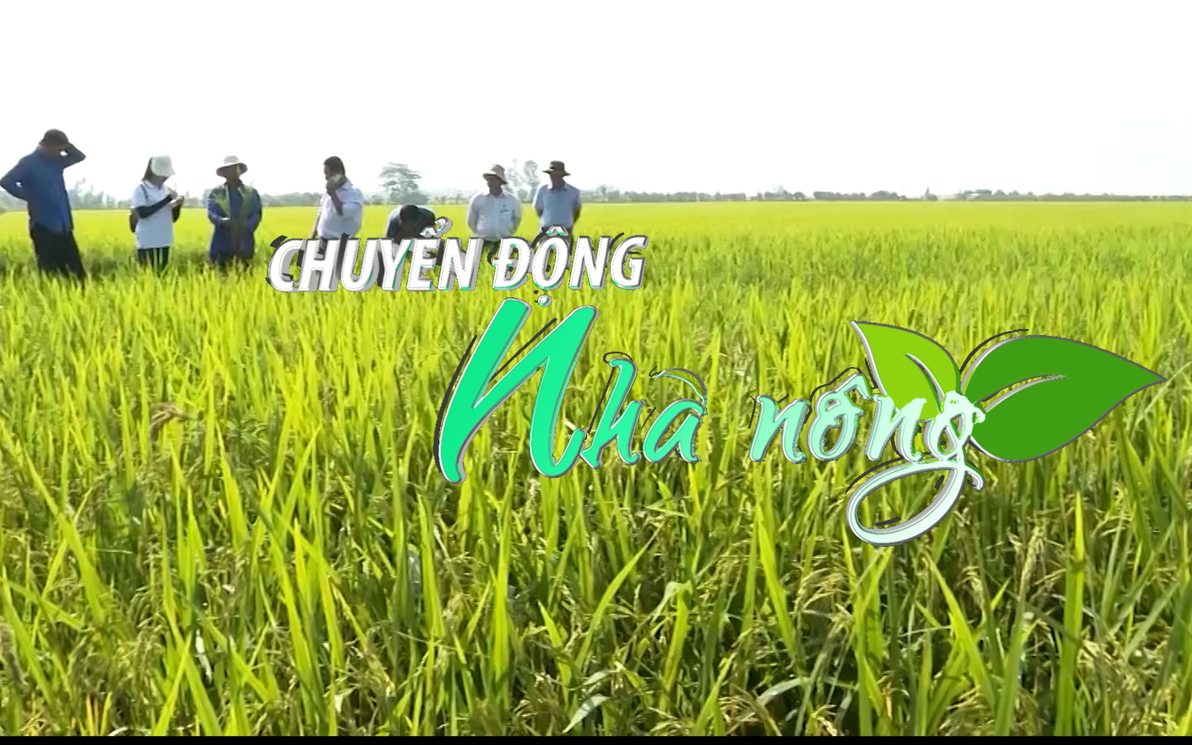 Chuyển động Nhà nông 19/2: Nhiều diện tích lúa đông xuân khu vực Trà Vinh, Vĩnh Long bị nhiễm sâu bệnh