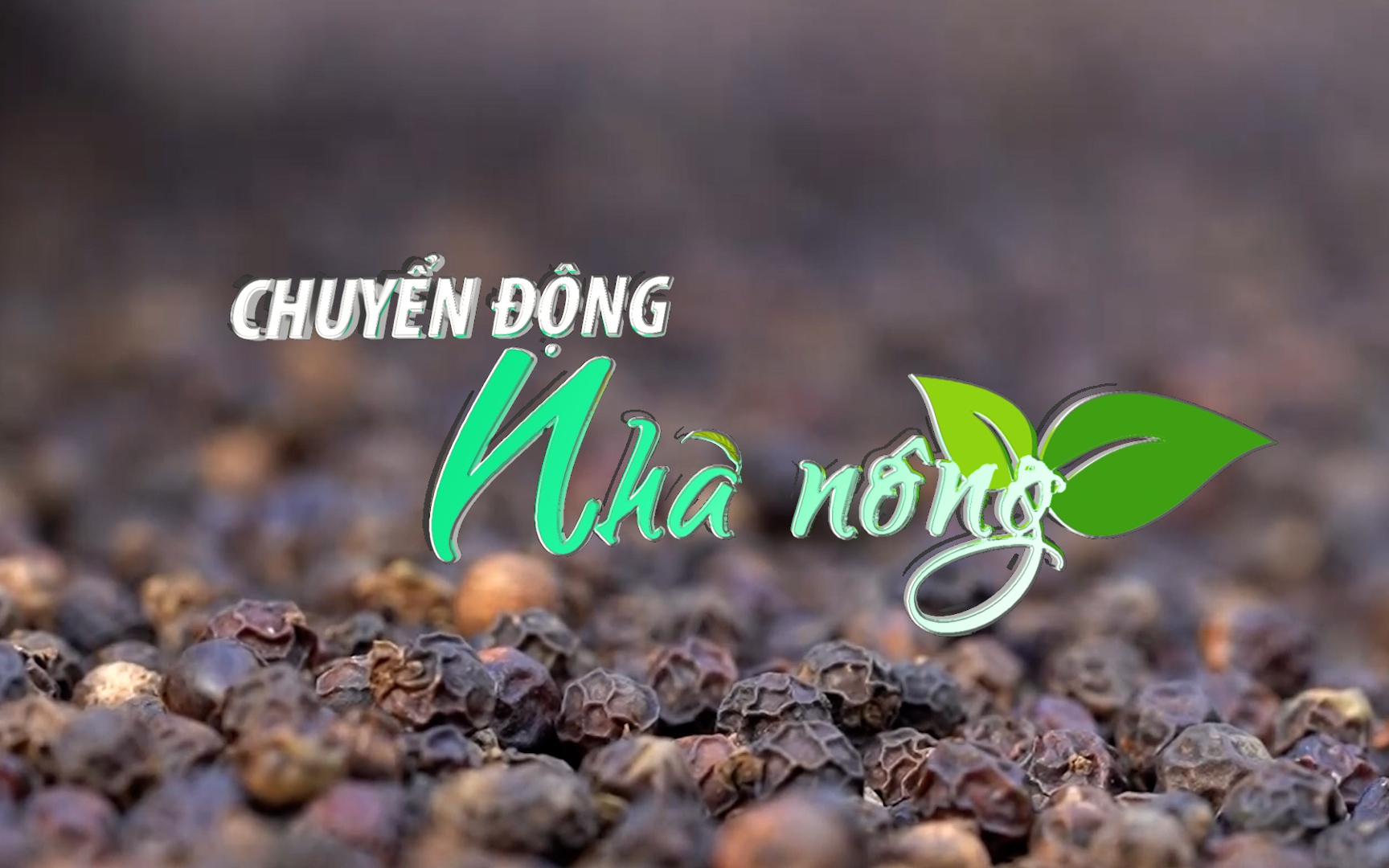 Chuyển động Nhà nông 21/2: Giá hồ tiêu hôm nay tiến sát mốc 90.000 đồng/kg