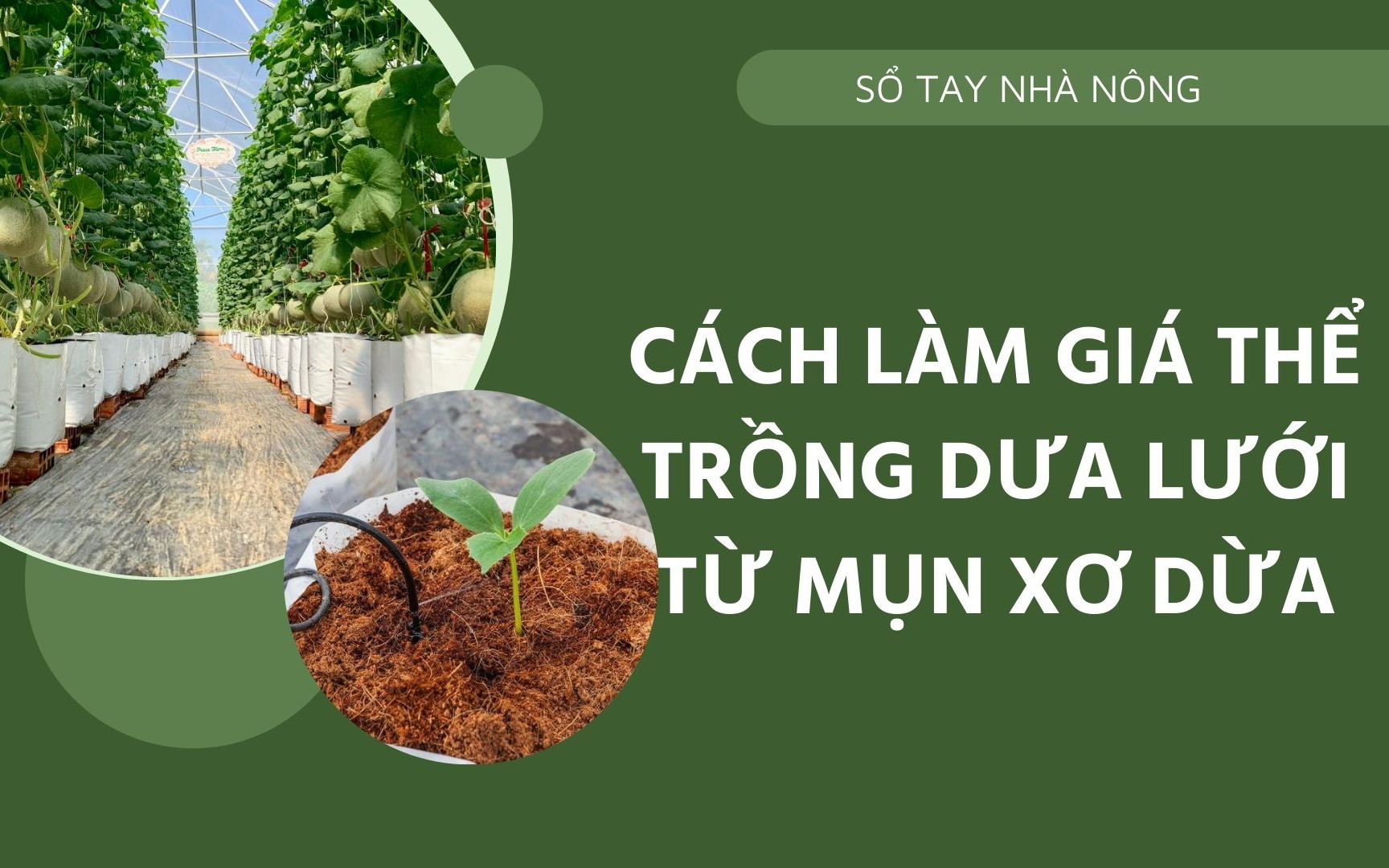 SỔ TAY NHÀ NÔNG: Cách làm giá thể trồng dưa lưới từ mụn xơ dừa