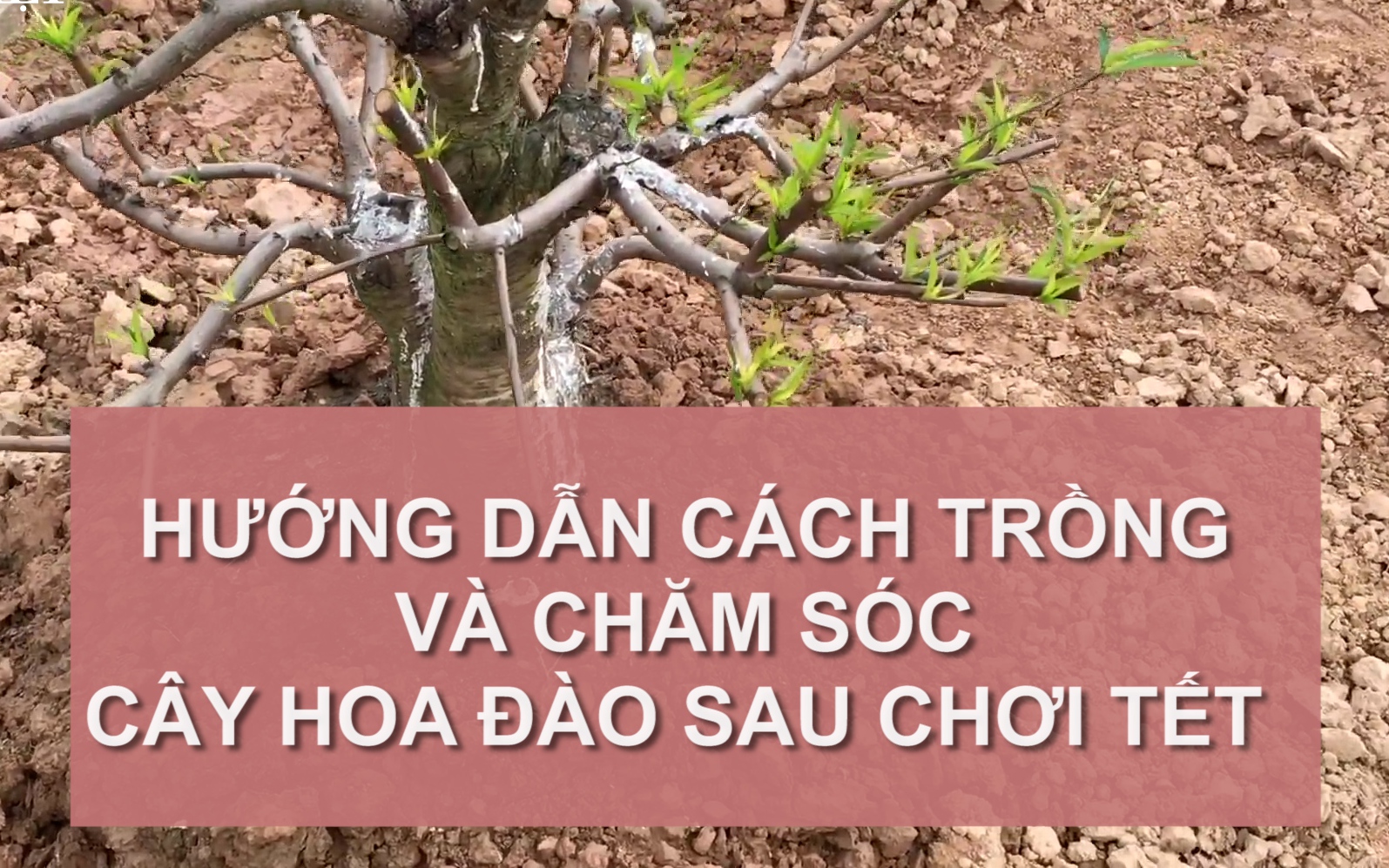 SỔ TAY NHÀ NÔNG: Hướng dẫn cách trồng và chăm sóc cây hoa đào sau chơi Tết