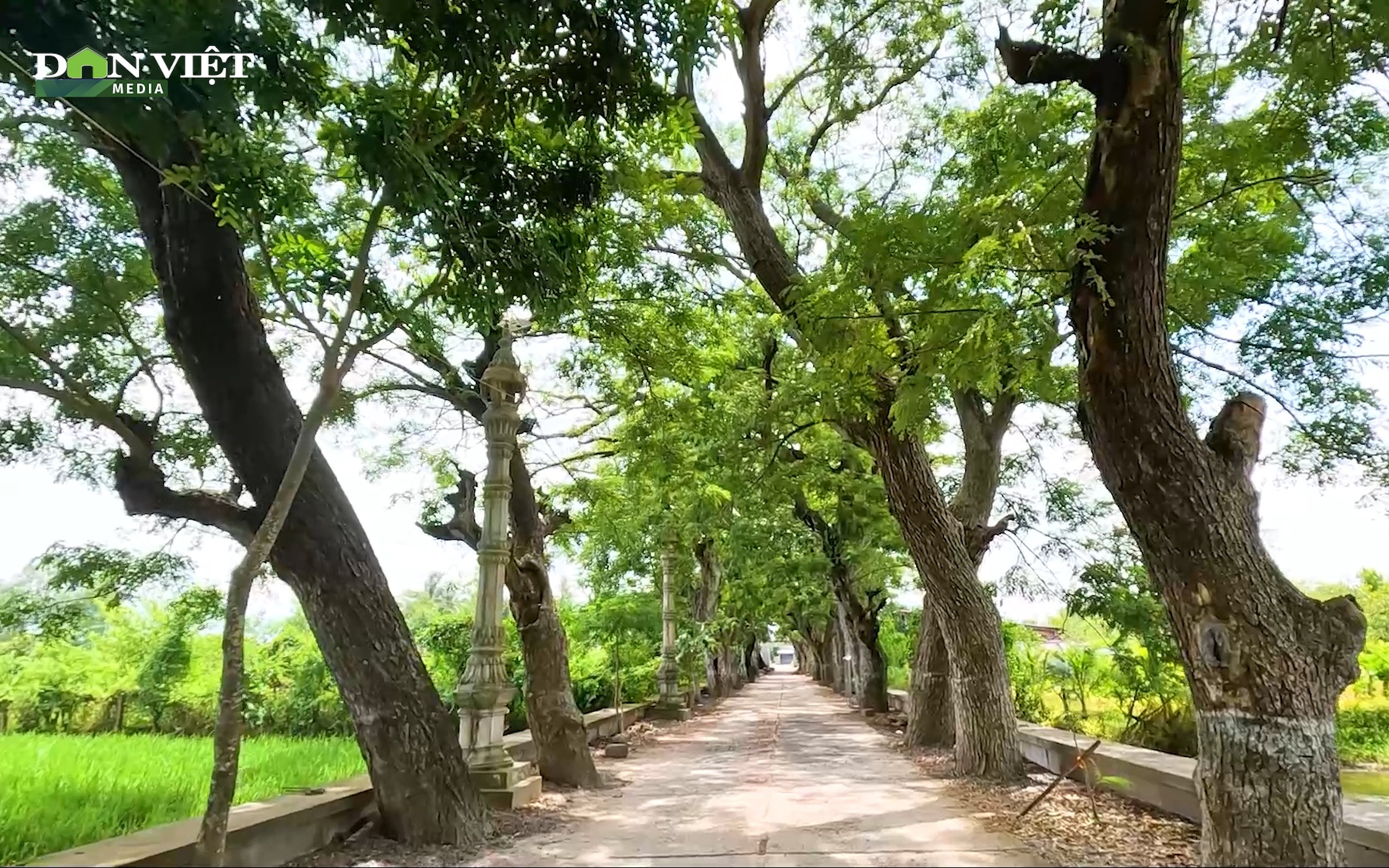 Chiêm ngưỡng ngôi chùa Khmer có hàng còng cổ thụ đẹp như phim Hàn Quốc ở An Giang