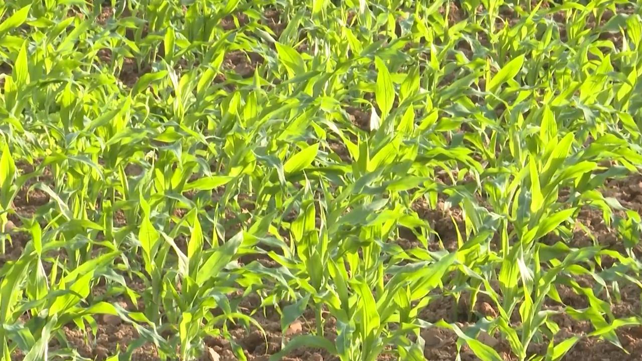 Giải pháp dinh dưỡng cho ngô vụ đông: Supe lân Lâm Thao phát huy tối đa hiệu lực