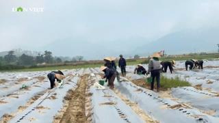 Liên kết trồng dưa chuột leo phủ bạt ở một xã Hà Tĩnh, nông dân yên tâm đầu ra mà giá bán lại cao