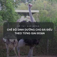 SỔ TAY NHÀ NÔNG: Chế độ dinh dưỡng cho đà điểu theo từng giai đoạn