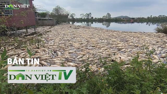 Bản tin Dân Việt TV 20/9: 60 tấn cá chết ở Bắc Ninh nghi do nguồn nước đen xả thải trái phép  loading=