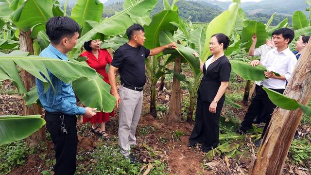 Hội Nông dân tỉnh Lào Cai: Lan tỏa mô hình nông nghiệp tiêu biểu, đồng hành cùng hội viên phát triển kinh tế bền vững